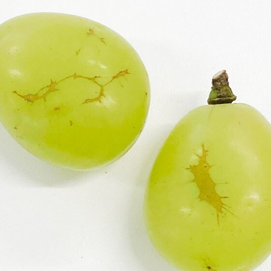 今だけのおいしさ シャインマスカット(粒 長野県産)|有機野菜