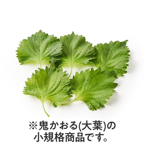 �y�g���؂�z�S������(��t5�� ��錧�Y)