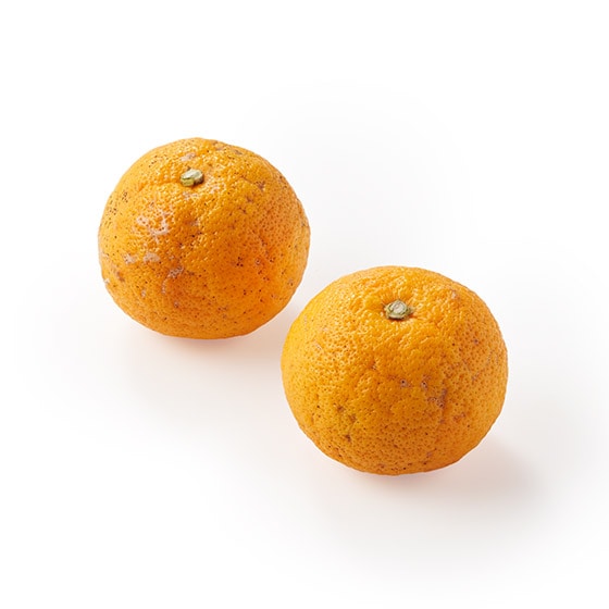 �_���܂�₩ �傫�ߋ��F������(�������Y)