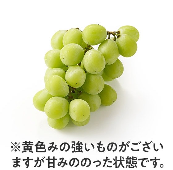 瑞々しい甘さ！麗しのシャインマスカット(房 長野県産|有機野菜 通販