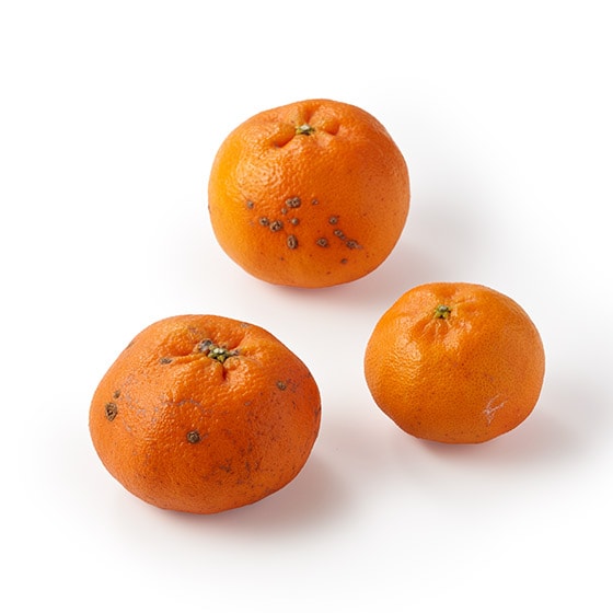 ���Q�̐��܂�̊Â��ۗ��Õ������(���Q���Y)