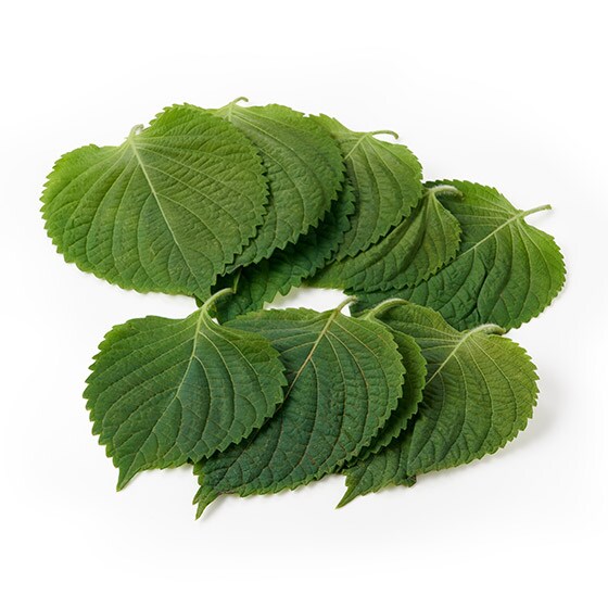 �ē��̂��������؂ɁI�����܂̗t(���m���Y)