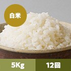 【2023年米予約】阿蘇コシヒカリ白米5kg 12回