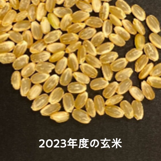 天候の影響により、例年より色味の違いや小粒傾向が出ております。食味確認をし、合格したものを出荷しております。予めご了承ください。