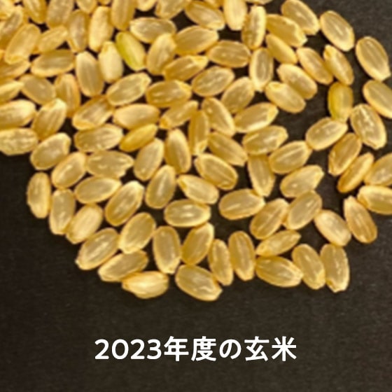 2023年産米]ひとめぼれ 山形県庄内産(玄米) 2kg|有機野菜 通販