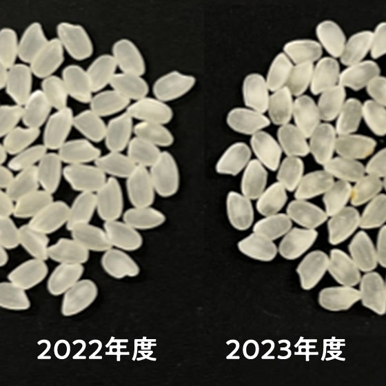 天候の影響により、例年より色味の違いや小粒傾向が出ております。食味確認をし、合格したものを出荷しております。予めご了承ください。