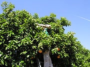 果樹園での収穫の様子