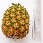 30cm定規との比較