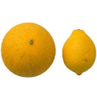 iEjƂ̔r
