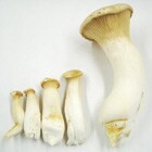 通常のエリンギ(右)との比較