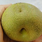 �\�ʂɂ����ڂ̂悤�ȃL�Y������A��̂Ђ�T�C�Y�̏��ʂł�