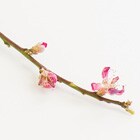 桃の花
