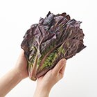 サイズの目安です。