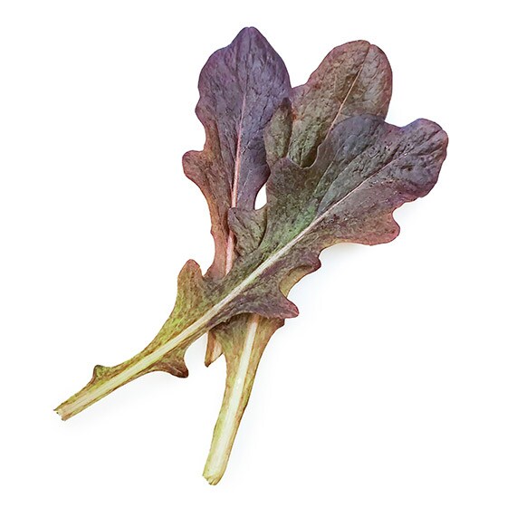 増量 サラダのベースに フリルレタスミックス 有機野菜 通販 oisix おいしっくす 増量 サラダのベースに フリルレタスミックス 有機野菜 通販 oisix おいしっくす