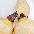 ���������͍͔|�̉ߒ��łł���ی얌�Ƃ�΂����̂ł��B�������͐؂藎�Ƃ��Ă��g�p���������B