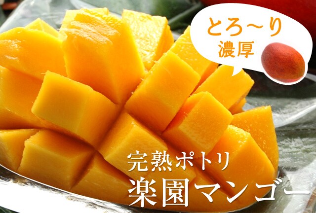 摘果マンゴー24キロ 摘果マンゴー24キロ